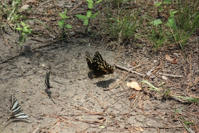 Dismal Swamp Virginia 2012